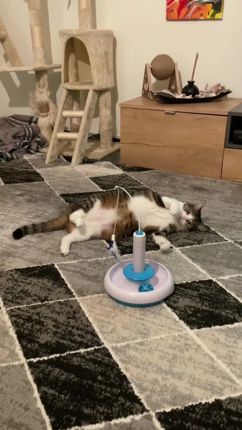 Cat reaction to interactive toy 스톡 동영상 304089956