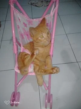 Cat reaction Foto stock