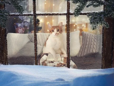 Cat reading a book while sitting at a window Stock Photos