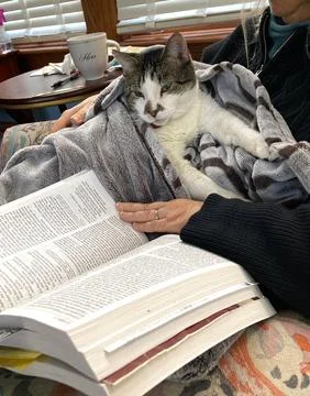 Cat Reading Stock Photos
