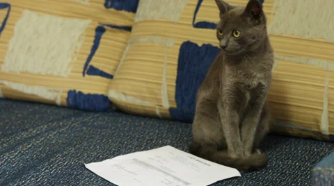 Cat reads Vídeos de archivo 29670315