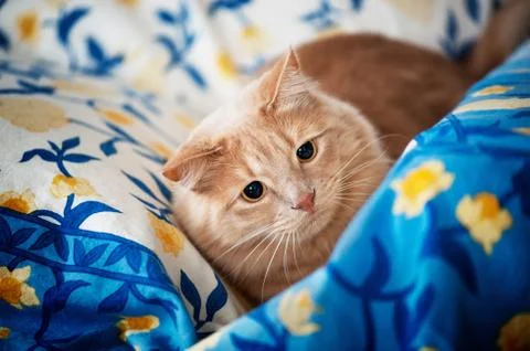 Cat ready to attack Stock Photos