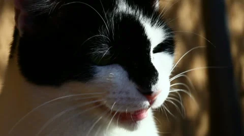 Cat ready for the hunt Stock Footage 10899379