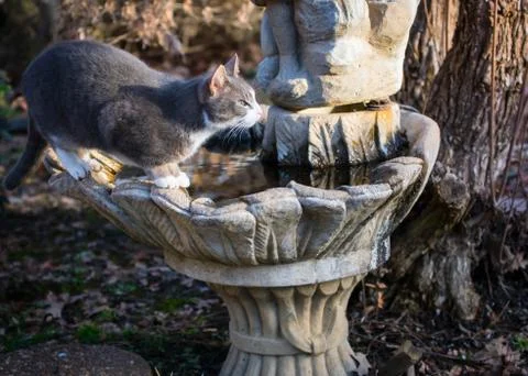 Cat ready to pounce Stock Photos