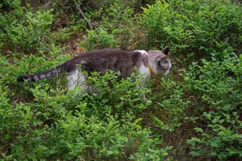Cat in realistic style on black background. Top view. Stock Photos