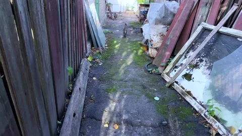 The cat, rear view, runs to its mother. Vídeos de archivo 230464718
