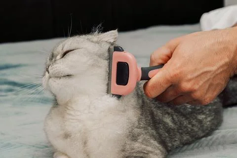 Cat receiving grooming on soft surface while owner uses a brush during a quie Stock Photos