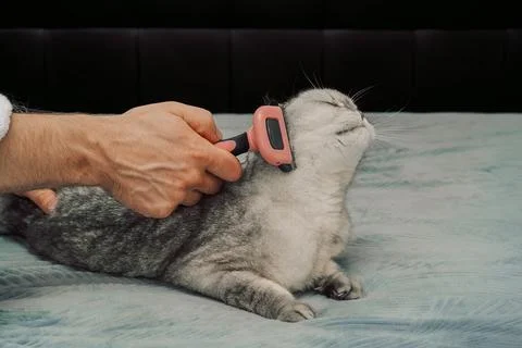 Cat receiving grooming on soft surface while owner uses a brush during a quie Stock Photos