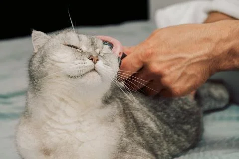 Cat receiving grooming on soft surface while owner uses a brush during a quie Stock Photos