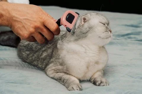 Cat receiving grooming on soft surface while owner uses a brush during a quie Stock Photos