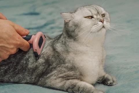 Cat receiving grooming on soft surface while owner uses a brush during a quie Stock Photos