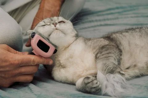 Cat receiving grooming on soft surface while owner uses a brush during a quie Stock Photos