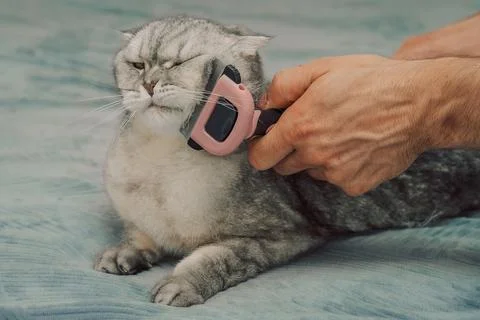Cat receiving grooming on soft surface while owner uses a brush during a quie Stock Photos