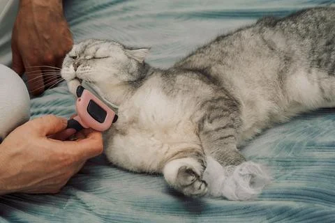 Cat receiving grooming on soft surface while owner uses a brush during a quie Stock Photos