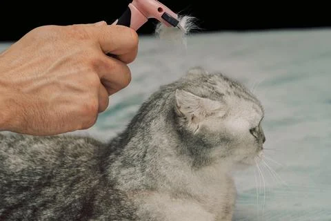 Cat receiving grooming on soft surface while owner uses a brush during a quie Stock Photos