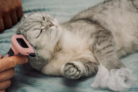 Cat receiving grooming on soft surface while owner uses a brush during a quie Stock Photos
