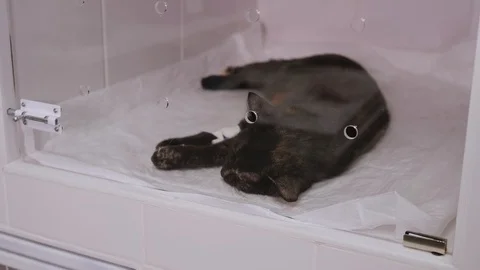 The cat recovers after surgery in a veterinary clinic locked in a cage. Stock Footage 127965833
