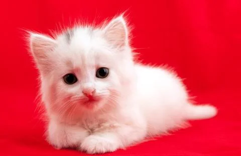 Cat on red background Stock Photos