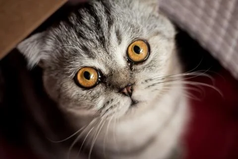 Cat in the red basket. Stock Photos