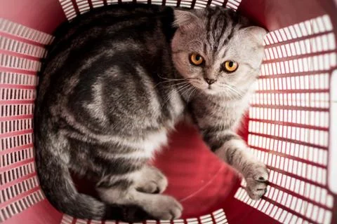Cat in the red basket. Stock Photos