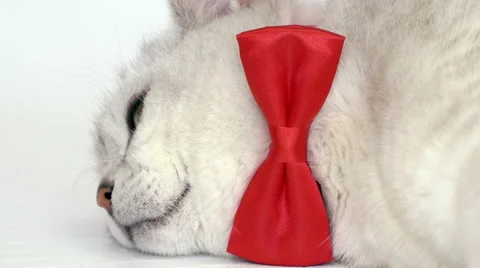 Cat in red bow tie Stock Footage 68003577