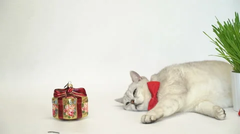 Cat in red bow tie Stock-Footage 68003665