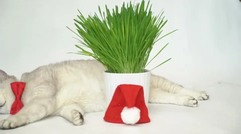 Cat in red bow tie Stock Footage 68003811