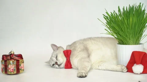 Cat in red bow tie Stock Footage 68003914