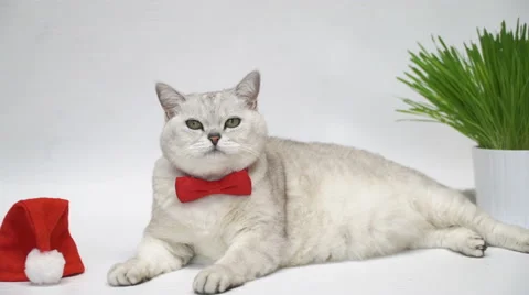Cat in red bow tie Stock-Footage 68004103