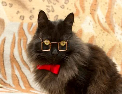 Cat in a red bow tie Stock Photos