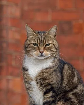 Cat by a red brick wall Stock Photos