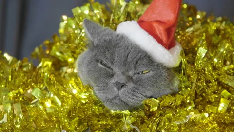 Cat in red christmas hat sitting in christmas garland and try to sleep. Stock Footage 96773404