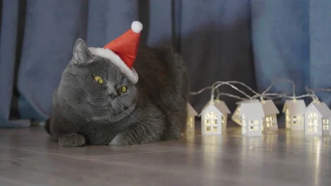 Cat in red christmas hat sitting near the little lighted christmas houses. 库存影片 96774331