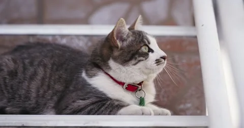 Cat with red collar preparing for hunting attack with focused look lying on o Stock Footage 304351798