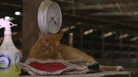 Cat with red fur Stock Footage 52064275