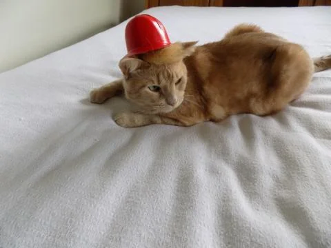 Cat with red hat looking over his shoulder Stock Photos