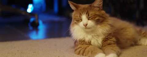 Cat red-headed Stock Footage 138331913