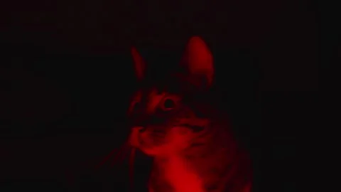 Cat in red lighting Stock Footage 242277025