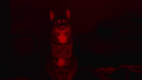 Cat in red lighting Stock Footage 242277428