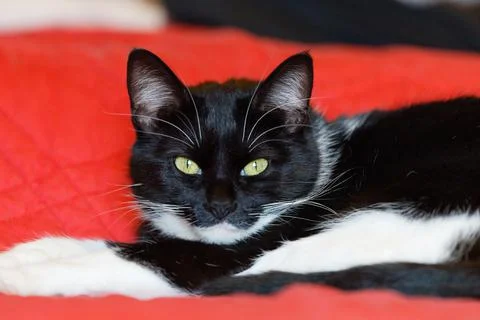 Cat on Red Stock Photos