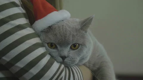 Cat in red Santa Claus hat celebrate Christmas and New Year. 库存影片 120628653