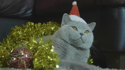 Cat in red Santa's hat sitting in christmas garland and tinsel. 库存影片 120627102