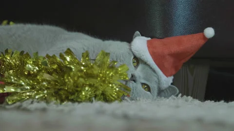 Cat in red Santa's hat sitting in christmas garland and tinsel. Stock Footage 120627483