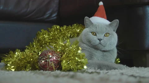 Cat in red Santa's hat sitting in christmas garland and tinsel. 库存影片 120627491