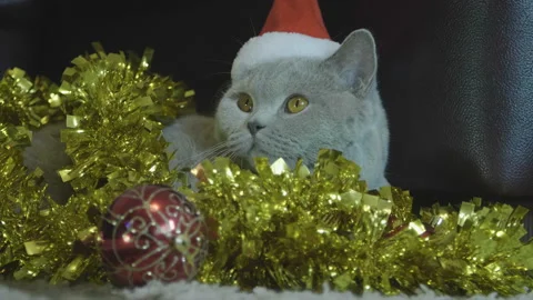 Cat in red Santa's hat sitting in christmas garland and tinsel. 库存影片 120628401