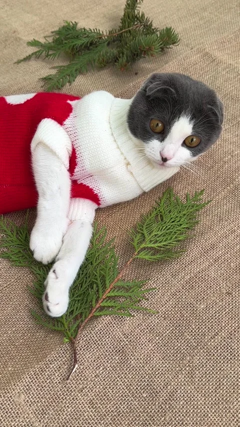 The cat in a red sweater lies on a burlap among Christmas decorations Stock Footage 225699319