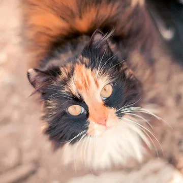The cat is reddish-black. Foto stock