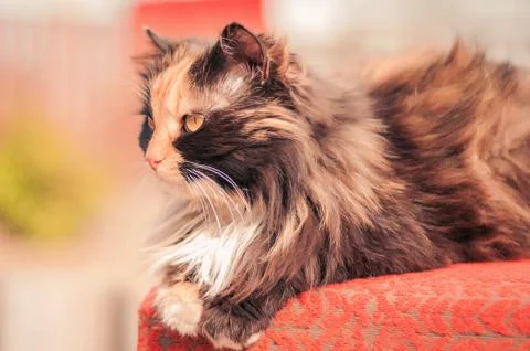 The cat is reddish-black. Stock Photos