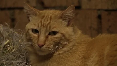 Cat redhead on hay Stock Footage 77462129