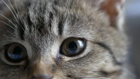 Cat reflexes eyes macro looking around cat senses concept Stock Footage 122394821